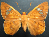 Chaetocneme beata - Adult